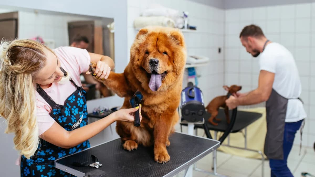 A freshly groomed dog at the Pet Fresh Grooming Gallery